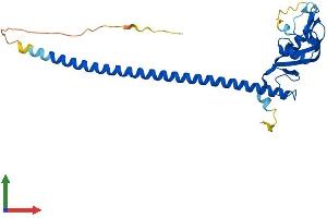 AlphaFold protein structure predicition of Mouse Recombinant Clec12a Protein, UniprotID Q504P2