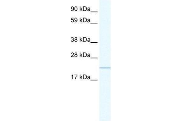 C16orf80 Antikörper  (C-Term)
