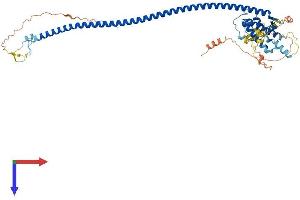 ATG14 Protein (AA 1-492) (His tag)