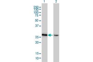 Western Blot analysis of HMGB2 expression in transfected 293T cell line by HMGB2 monoclonal antibody (M02), clone 4G7. (HMGB2 Antikörper  (AA 1-195))