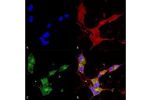 Immunocytochemistry/Immunofluorescence analysis using Mouse Anti-KCNQ4 Monoclonal Antibody, Clone N43/6 (ABIN2483172).