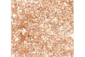 Immunohistochemistry of EPAC3 in mouse liver tissue with EPAC3 Antibody at 2. (RAPGEF4 Antikörper  (N-Term))