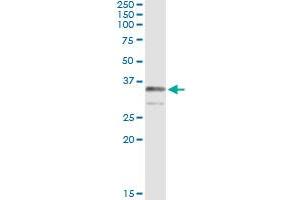 Immunoprecipitation of TRADD transfected lysate using anti-TRADD monoclonal antibody and Protein A Magnetic Bead , and immunoblotted with TRADD MaxPab rabbit polyclonal antibody. (TRADD Antikörper  (AA 203-312))