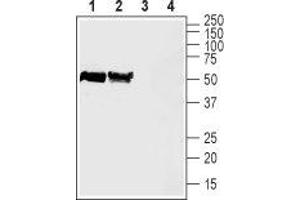 Western blot analysis of rat (lanes 1 and 3) and mouse (lanes 2 and 4) brain lysates: - 1,2. (Slc30a3 Antikörper  (2nd Cytoplasmic Loop))