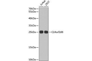 Western blot analysis of extracts of various cell lines, using C14orf166 antibody (ABIN6127699, ABIN6137728, ABIN6137729 and ABIN6220257) at 1:1000 dilution. (C14orf166 Antikörper  (AA 1-244))