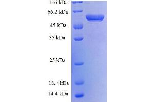 SDS-PAGE (SDS) image for 14-3-3 eta (YWHAH) (AA 4-246), (partial) protein (GST tag) (ABIN5712211)