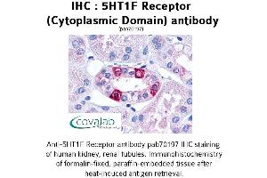 Image no. 1 for anti-5-Hydroxytryptamine (serotonin) Receptor 1F (HTR1F) (3rd Cytoplasmic Domain) antibody (ABIN1731357) (HTR1F Antikörper  (3rd Cytoplasmic Domain))