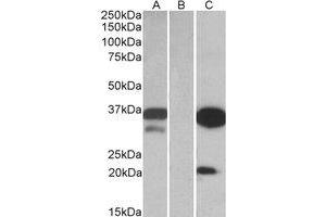 Western Blotting (WB) image for anti-Dual Adaptor of Phosphotyrosine and 3-phosphoinositides (DAPP1) (Internal Region) antibody (ABIN2464852) (DAPP1 Antikörper  (Internal Region))