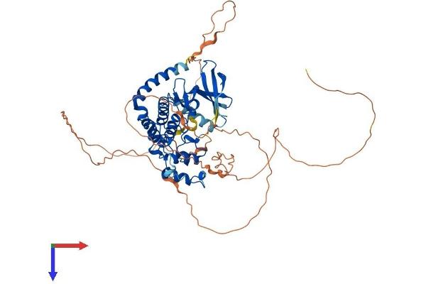 CDKL2 Protein (AA 1-568) (His tag)