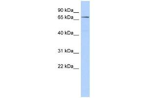 CLPB antibody used at 1 ug/ml to detect target protein. (CLPB Antikörper)