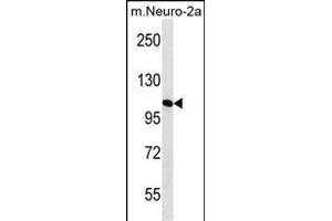 N2A2 Antibody (Center) (ABIN656432 and ABIN2845722) western blot analysis in mouse Neuro-2a cell line lysates (35 μg/lane). (MAN2A2 Antikörper  (AA 767-796))