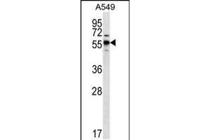 Western blot analysis in A549 cell line lysates (35ug/lane). (SPNS3 Antikörper  (C-Term))