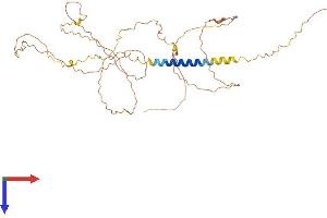 LAX1 Protein (AA 1-398) (His tag)
