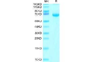 SDS-PAGE (SDS) image for Fibrinogen-Like 1 (FGL1) (AA 23-312) protein (Fc Tag) (ABIN7274640)