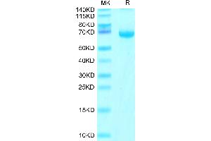 Cynomolgus FGL1 on Tris-Bis PAGE under reduced condition. (FGL1 Protein (AA 23-312) (Fc Tag))