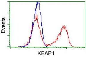 HEK293T cells transfected with either RC202189 overexpress plasmid (Red) or empty vector control plasmid (Blue) were immunostained by anti-KEAP1 antibody (ABIN2453951), and then analyzed by flow cytometry. (KEAP1 Antikörper)