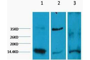 Western Blotting (WB) image for anti-Histone 3 (H3) (H3K9me2) antibody (ABIN3178661) (Histone 3 Antikörper  (H3K9me2))