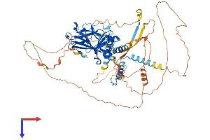 p63 Protein (AA 1-680) (His tag)