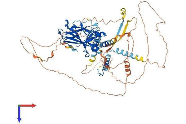 p63 Protein (AA 1-680) (His tag)