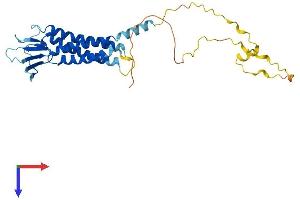 Claudin 23 Protein (CLDN23) (AA 1-292) (His tag)