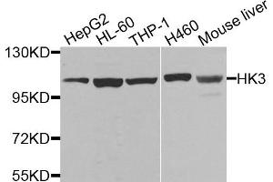 Western blot analysis of extracts of various cells, using HK3 antibody. (HK3 Antikörper)