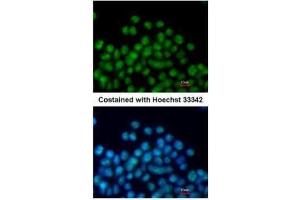 ICC/IF Image Immunofluorescence analysis of paraformaldehyde-fixed mouse ESC D3, using Nkx2. (NK2 Homeobox 5 Antikörper)
