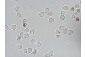 Immunofluorescence (IF) image for anti-Iododeoxyuridine (IdU) antibody (ABIN2669972) (IdU Antikörper)