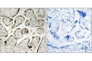Immunohistochemistry analysis of paraffin-embedded human placenta tissue, using GIMAP5 Antibody.