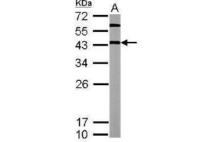 WB Image Sample (20 ug of whole cell lysate) A: mouse ESC 12% SDS PAGE antibody diluted at 1:5000 (OCT4 Antikörper)