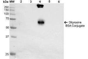 Western Blot analysis of Dityrosine-BSA Conjugate showing detection of 67 kDa Dityrosine-BSA using Mouse Anti-Dityrosine Monoclonal Antibody, Clone 10A6 . (Dityrosine Antikörper  (HRP))