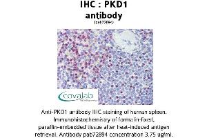 Image no. 1 for anti-Polycystic Kidney Disease 1 (Autosomal Dominant) (PKD1) (C-Term) antibody (ABIN1738122) (PKD1 Antikörper  (C-Term))
