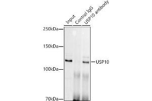 Immunoprecipitation analysis of 300 μg extracts of HeLa cells using 3 μg USP10 antibody (ABIN7271138). (USP10 Antikörper)