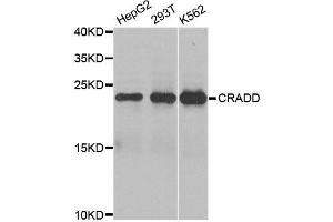 Western blot analysis of extracts of various cell lines, using CRADD antibody. (CRADD Antikörper  (AA 1-199))