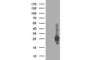 Western Blotting (WB) image for anti-Chromosome X Open Reading Frame 26 (CXorf26) antibody (ABIN1497689) (CXorf26 Antikörper)