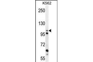 C4orf21 Antibody (N-term) (ABIN655214 and ABIN2850480) western blot analysis in K562 cell line lysates (35 μg/lane). (ZGRF1 Antikörper  (N-Term))