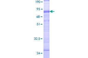 SLC38A3 Protein (AA 1-504) (GST tag)