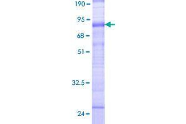 SLC38A3 Protein (AA 1-504) (GST tag)