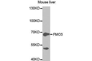 Western Blotting (WB) image for anti-Flavin Containing Monooxygenase 3 (FMO3) antibody (ABIN1872708)