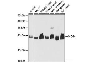 Western blot analysis of extracts of various cell lines using MOB4 Polyclonal Antibody at dilution of 1:3000.