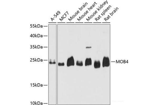 MOBKL3 Antikörper