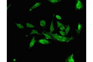 Immunofluorescent analysis of Hela cells using ABIN7166675 at dilution of 1:100 and Alexa Fluor 488-congugated AffiniPure Goat Anti-Rabbit IgG(H+L) (ALG13 Antikörper  (AA 112-285))