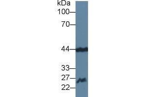 Detection of FGF15 in Mouse Cerebrum lysate using Polyclonal Antibody to Fibroblast Growth Factor 15 (FGF15) (FGF15 Antikörper  (AA 25-218))