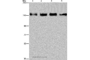 Western blot analysis of 293T, Hela, A172 and A549 cell, using GOLGA2 Polyclonal Antibody at dilution of 1:300 (Golgin A2 (GOLGA2) Antikörper)