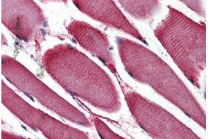 Anti-NR4A3 antibody  ABIN1049141 IHC staining of human skeletal muscle. (NR4A3 Antikörper  (Internal Region))