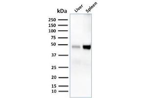 Western Blot Analysis of human liver and spleen tissue lysates using CD209 Mouse Monoclonal Antibody (C209/1781). (DC-SIGN/CD209 Antikörper)