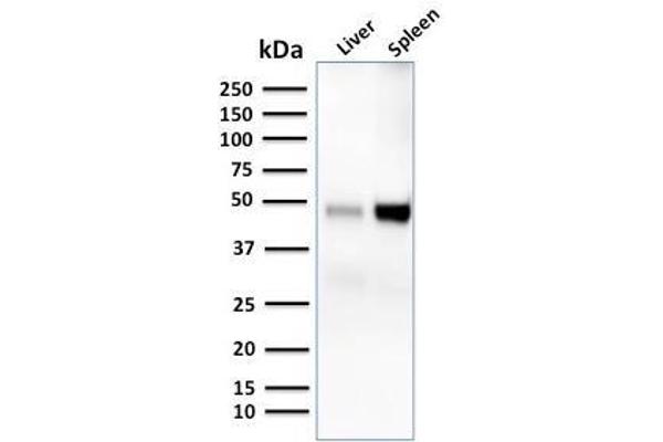 DC-SIGN/CD209 Antikörper