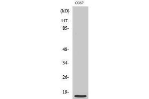 Western Blotting (WB) image for anti-Mitochondrial Ribosomal Protein S21 (MRPS21) (Internal Region) antibody (ABIN3176129) (MRPS21 Antikörper  (Internal Region))
