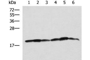 Western blot analysis of 293T K562 and HepG2 cell lysates using BLOC1S6 Polyclonal Antibody at dilution of 1:650 (Pallidin Antikörper)