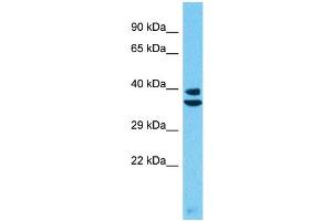 Western Blotting (WB) image for anti-Protease, Serine, 55 (PRSS55) (C-Term) antibody (ABIN2774576) (PRSS55 Antikörper  (C-Term))