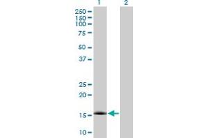 Western Blot analysis of NXT1 expression in transfected 293T cell line by NXT1 MaxPab polyclonal antibody. (NXT1 Antikörper  (AA 1-140))